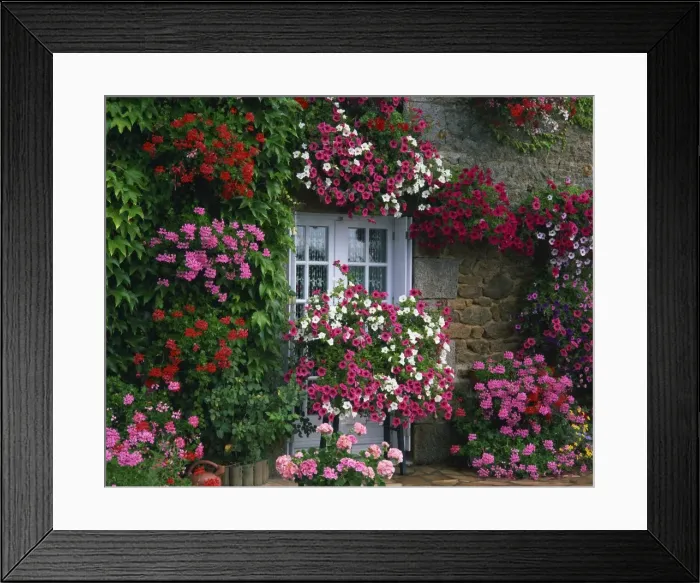 Framed Print : Farmhouse window surrounded by flowers, Ille-et-Vilaine, Brittany, France, Europe Framed Print : Farmhouse window surrounded by flowers, Ille-et-Vilaine, Brittany, France, Europe