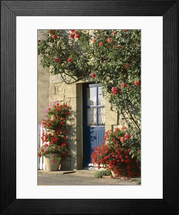 Framed Print : Exterior of a blue door surrounded by red flowers, roses and geraniums, St Framed Print : Exterior of a blue door surrounded by red flowers, roses and geraniums, St