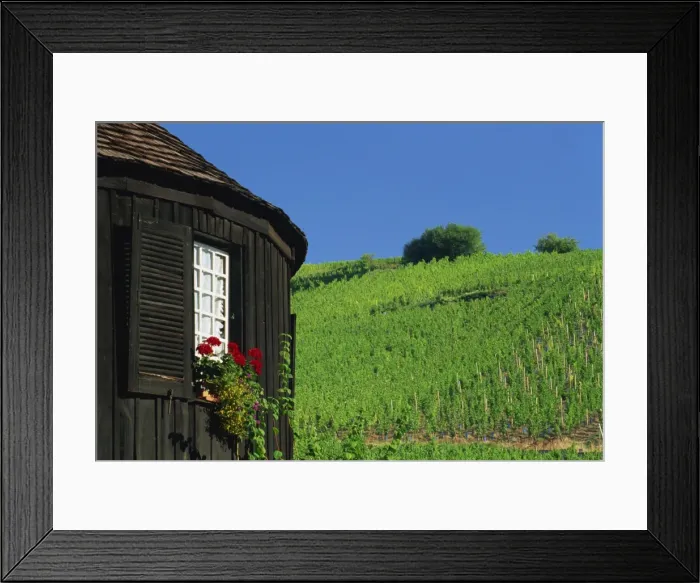 Framed Print : Vineyards on hillside behind circular timbered house, Riquewihr, Haut-Rhin Framed Print : Vineyards on hillside behind circular timbered house, Riquewihr, Haut-Rhin