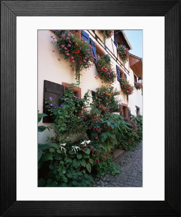 Framed Print : Flower-filled village street, Eguisheim, Haut-Rhin, Alsace, France, Europe Framed Print : Flower-filled village street, Eguisheim, Haut-Rhin, Alsace, France, Europe