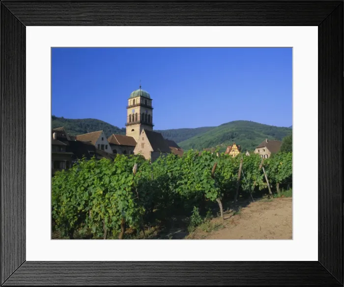 Framed Print : Vines in vineyards and tower of the church of Ste. Croix, Kaysersberg, Haut-Rhin Framed Print : Vines in vineyards and tower of the church of Ste. Croix, Kaysersberg, Haut-Rhin
