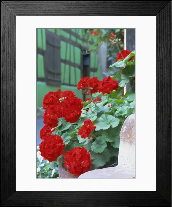 Framed Print : Geranium flowers, green timbered house in background, Riquewihr, Haut-Rhin Framed Print : Geranium flowers, green timbered house in background, Riquewihr, Haut-Rhin