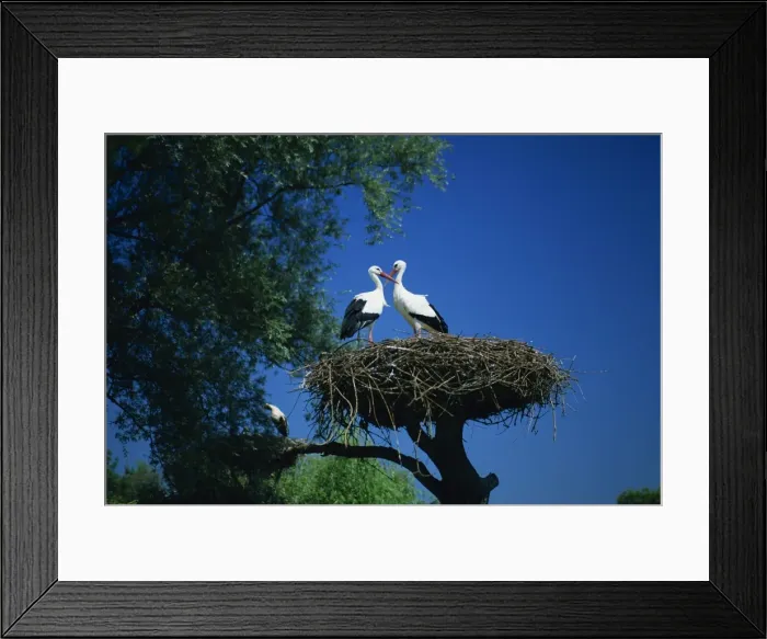 Framed Print : Pair of white storks (ciconia ciconia) on nest, Hunawihr, Haut-Rhin, Alsace Framed Print : Pair of white storks (ciconia ciconia) on nest, Hunawihr, Haut-Rhin, Alsace