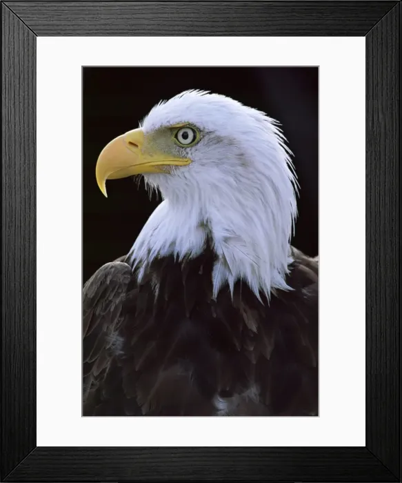 Framed Print : Close-up of the head of a bald eagle, haliaeetus leucocephalus, Chateau de Beaucaire Framed Print : Close-up of the head of a bald eagle, haliaeetus leucocephalus, Chateau de Beaucaire