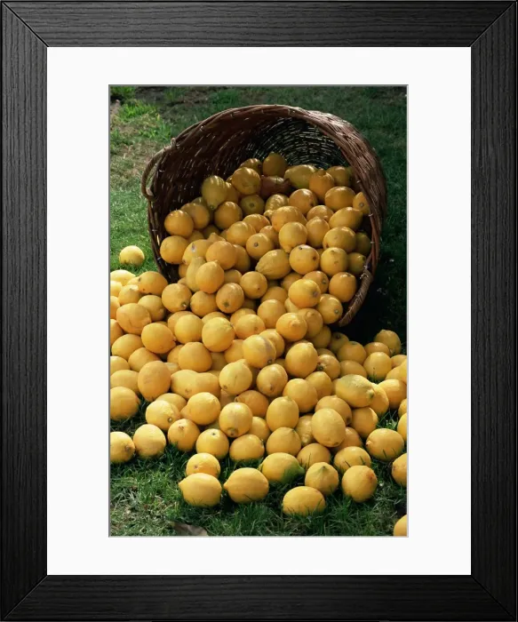 Framed Print : Lemons spilling from a basket, Lemon Festival, Menton, Alpes Maritimes Framed Print : Lemons spilling from a basket, Lemon Festival, Menton, Alpes Maritimes