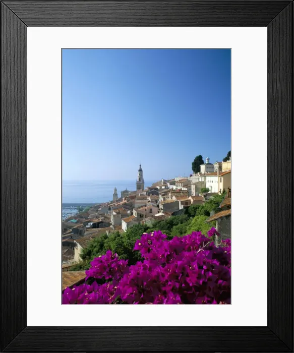 Framed Print : Bougainvillea in flower, Menton, Alpes-Maritimtes, Cote d Azur, Provence Framed Print : Bougainvillea in flower, Menton, Alpes-Maritimtes, Cote d Azur, Provence