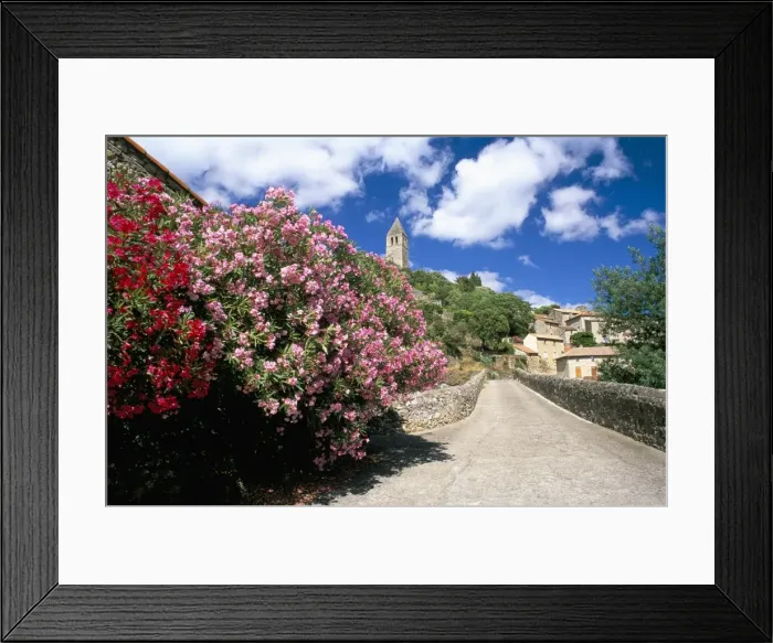 Framed Print : Oleander in flower, with village and 15th century tower beyond, Olargues Framed Print : Oleander in flower, with village and 15th century tower beyond, Olargues