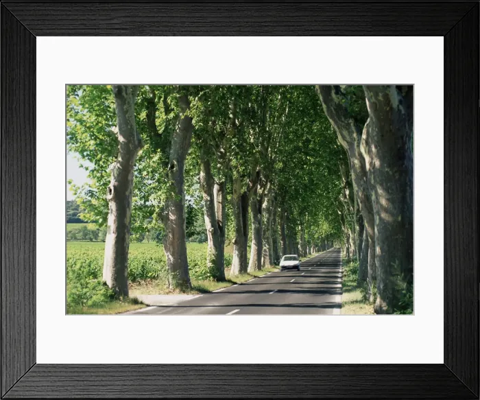 Framed Print : Car on typical tree lined country road, near Pezenas, Herault, Languedoc-Roussillon