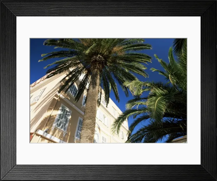 Framed Print : Harbourside palms, Sanary-sur-Mer, Var, Cote d Azur, Provence, France, Europe Framed Print : Harbourside palms, Sanary-sur-Mer, Var, Cote d Azur, Provence, France, Europe