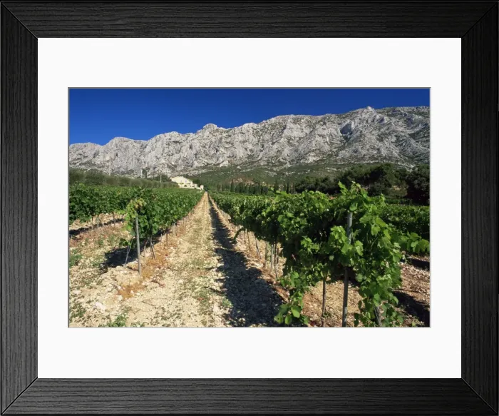 Framed Print : Vinyard at the foot of Motagne Ste-Victorie near Aix-en-Provence, Bouches-de-Rhone Framed Print : Vinyard at the foot of Motagne Ste-Victorie near Aix-en-Provence, Bouches-de-Rhone