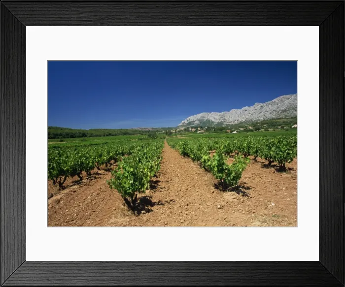 Framed Print : Vineyard at foot of Mont Ste. -Victoire, near Aix-en-Provence, Bouches-du-Rhone Framed Print : Vineyard at foot of Mont Ste. -Victoire, near Aix-en-Provence, Bouches-du-Rhone