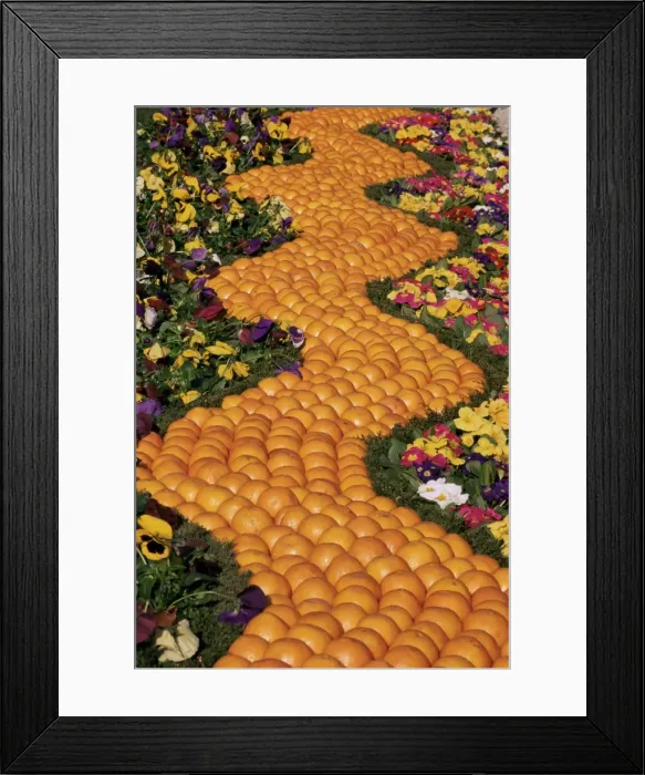 Framed Print : Carpet of oranges and flowers, Lemon Festival, Menton, Alpes Maritimes