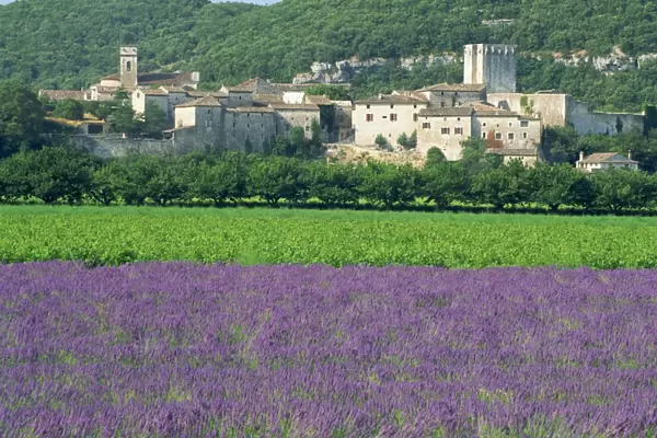 Field of lavender and village of Montclus behind, Gard, Languedoc-Roussillon