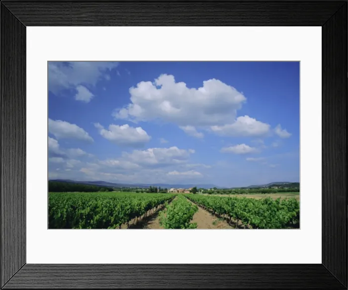 Framed Print : Vineyard under blue sky and white clouds, near Roussillon, Vaucluse, Provence Framed Print : Vineyard under blue sky and white clouds, near Roussillon, Vaucluse, Provence