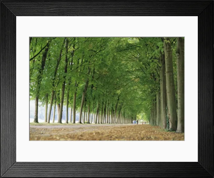 Framed Print : Avenue of poplar trees, Parc de Marly, western outskirts of Paris, France, Europe Framed Print : Avenue of poplar trees, Parc de Marly, western outskirts of Paris, France, Europe