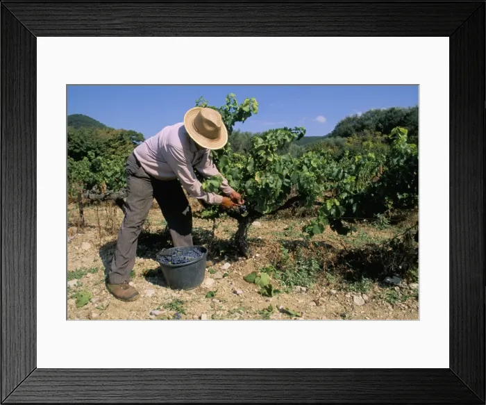Framed Print : Spanish seasonal worker picking grapes, Seguret region, Vaucluse, Provence Framed Print : Spanish seasonal worker picking grapes, Seguret region, Vaucluse, Provence