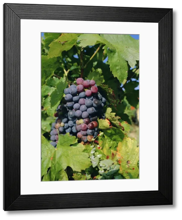 Framed Print : Grapes ripe for picking, Vaucluse Region, Provence, France, Europe Framed Print : Grapes ripe for picking, Vaucluse Region, Provence, France, Europe