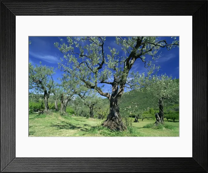 Framed Print : Olive trees in a grove in the Nyons District in the Drome Region of France, Europe Framed Print : Olive trees in a grove in the Nyons District in the Drome Region of France, Europe