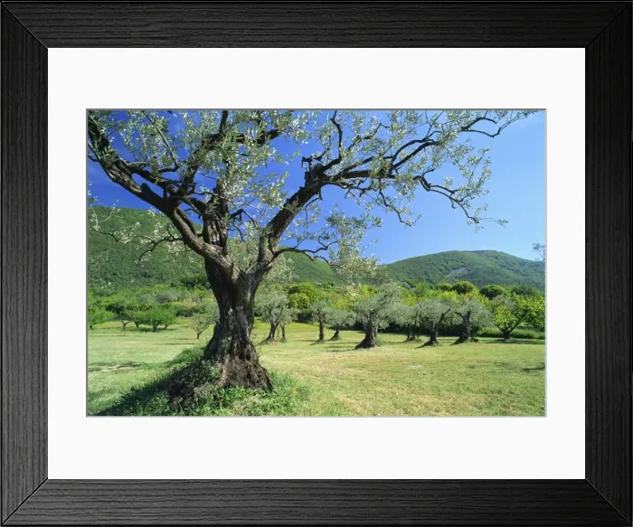 Framed Print : Olive trees in a grove in the Nyons District in the Drome Region of France, Europe Framed Print : Olive trees in a grove in the Nyons District in the Drome Region of France, Europe