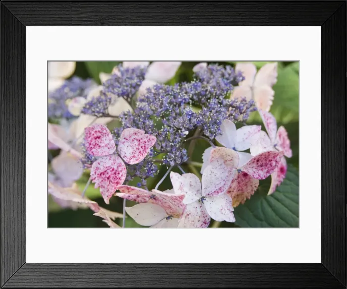Framed Print : Hydrangea flower, Brittany, France Framed Print : Hydrangea flower, Brittany, France