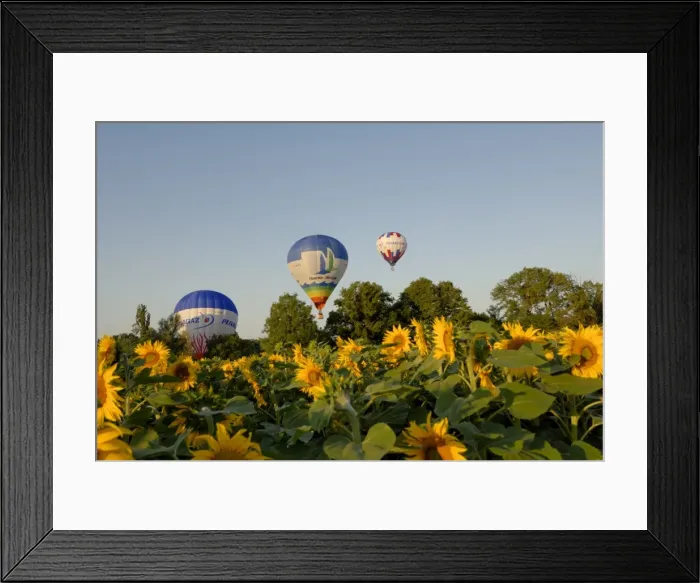 Framed Print : Hot air ballooning over fields of sunflowers in the early morning, Charente Framed Print : Hot air ballooning over fields of sunflowers in the early morning, Charente