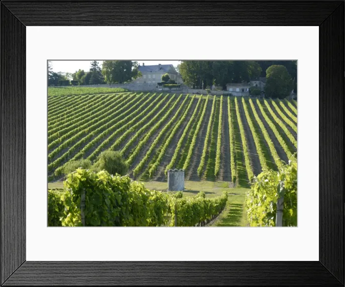 Framed Print : Wine estate, Charente, France, Europe Framed Print : Wine estate, Charente, France, Europe
