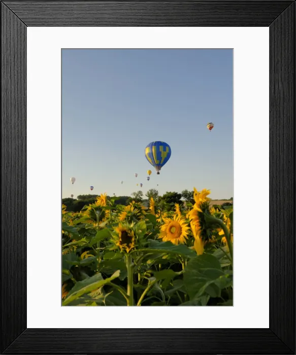 Framed Print : Hot air ballooning over fields of sunflowers in the early morning, Charente Framed Print : Hot air ballooning over fields of sunflowers in the early morning, Charente