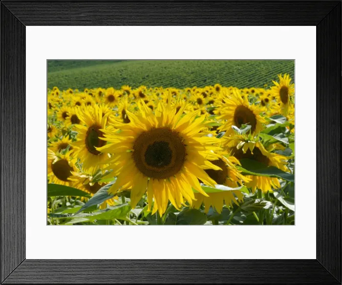 Framed Print : Sunflowers with vines in distance, Charente, France, Europe Framed Print : Sunflowers with vines in distance, Charente, France, Europe