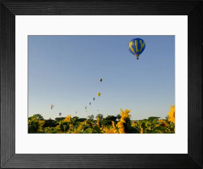 Framed Print : Hot air ballooning over fields of sunflowers in the early morning, Charente Framed Print : Hot air ballooning over fields of sunflowers in the early morning, Charente