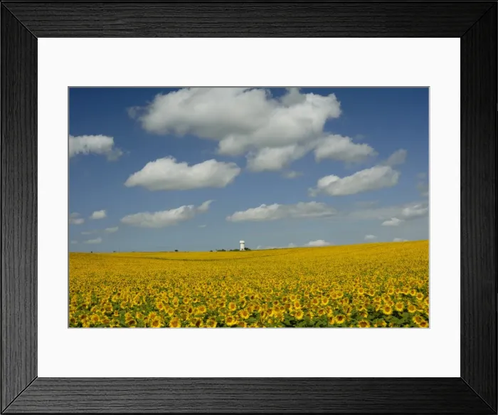 Framed Print : Field of sunflowers with water tower in distance, Charente, France, Europe Framed Print : Field of sunflowers with water tower in distance, Charente, France, Europe