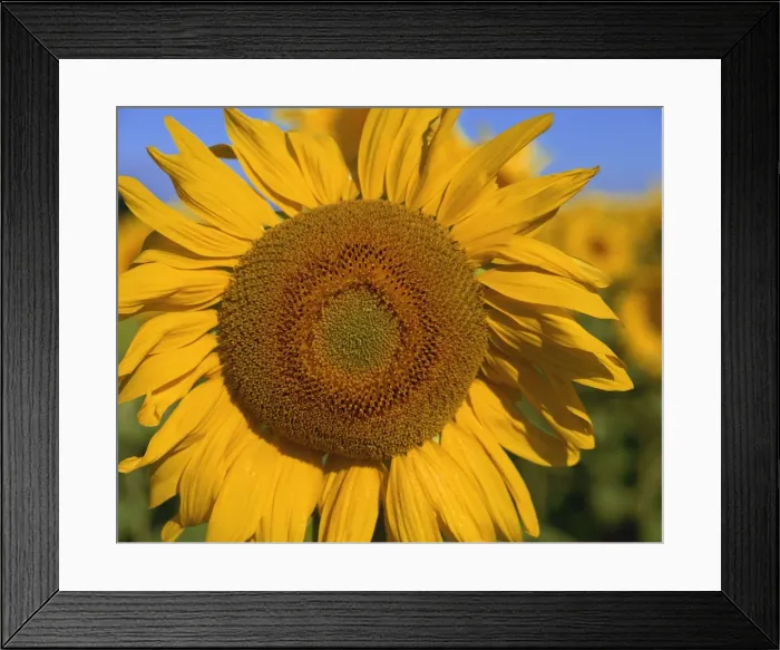 Framed Print : Close-up of large sunflower, Provence, France, Europe Framed Print : Close-up of large sunflower, Provence, France, Europe