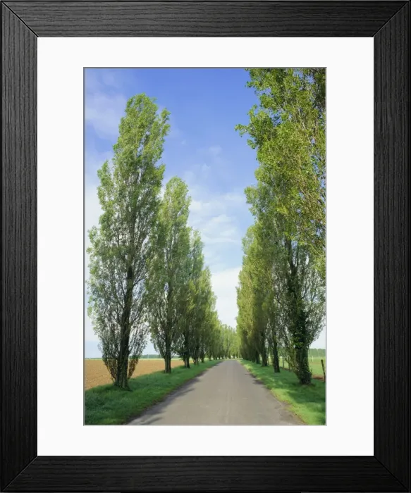 Framed Print : Typical tree-lined road near Les Andelys, Seine-Maritime, Normandy (Haute Normandie) Framed Print : Typical tree-lined road near Les Andelys, Seine-Maritime, Normandy (Haute Normandie)