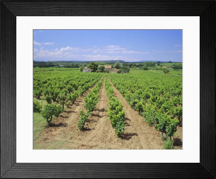 Framed Print : Vineyard near Chateauneuf-du-Pape, Provence, France, Europe Framed Print : Vineyard near Chateauneuf-du-Pape, Provence, France, Europe