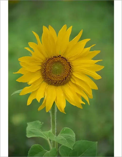 Sunflower, Provence, France, Europe