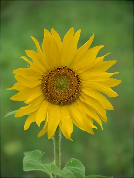 Sunflower, Provence, France, Europe