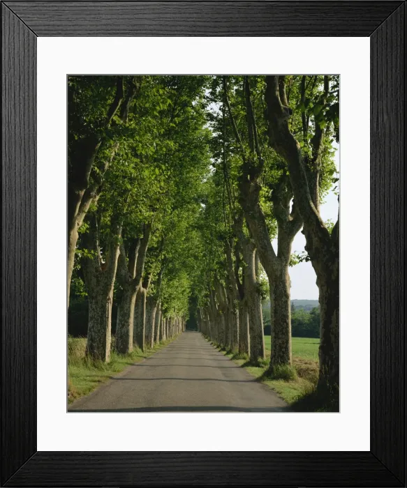 Framed Print : Straight, empty, tree lined road, Normandy, France, Europe Framed Print : Straight, empty, tree lined road, Normandy, France, Europe