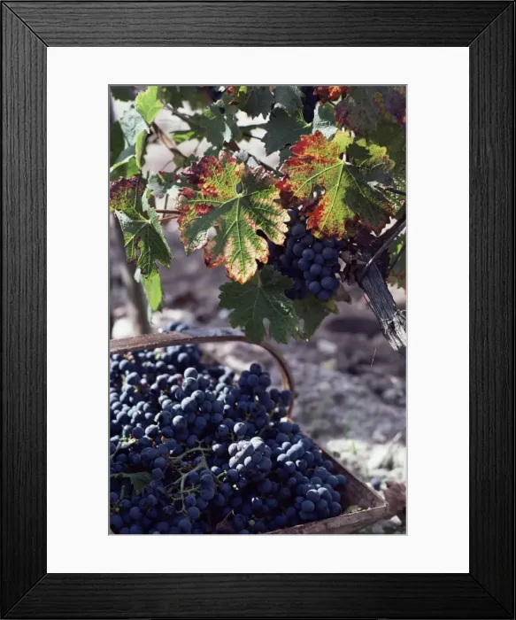 Framed Print : Chateau Palmer, Bordeaux, Gironde, France, Europe Framed Print : Chateau Palmer, Bordeaux, Gironde, France, Europe
