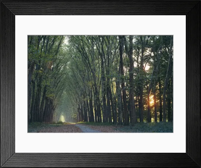 Framed Print : Avenue of trees with sun low in the sky behind, at Versailles, Ile de France Framed Print : Avenue of trees with sun low in the sky behind, at Versailles, Ile de France