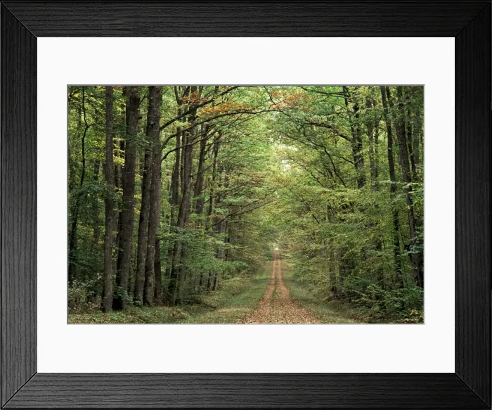 Framed Print : Chambord forest, Loire, France, Europe