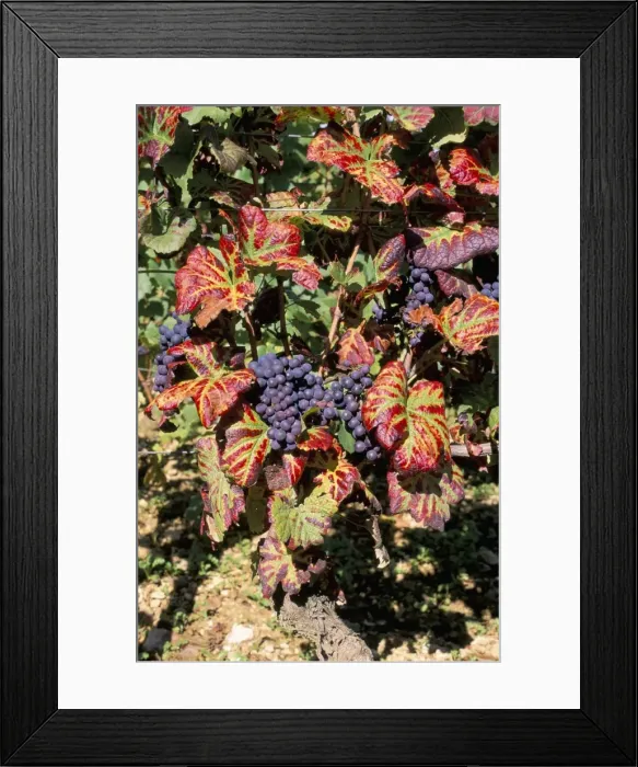 Framed Print : Vineyards near Nuits St. Georges, Burgundy, France, Europe Framed Print : Vineyards near Nuits St. Georges, Burgundy, France, Europe