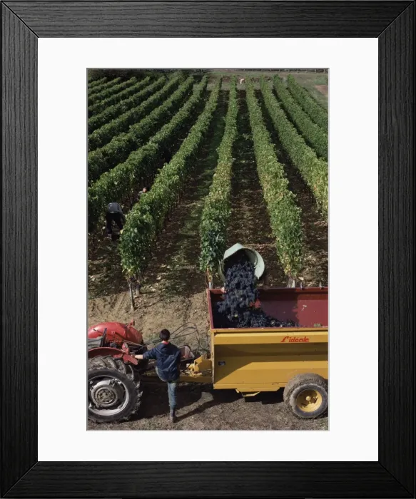 Framed Print : Harvesting grapes, St. Emilion area, Aquitaine, France, Europe Framed Print : Harvesting grapes, St. Emilion area, Aquitaine, France, Europe