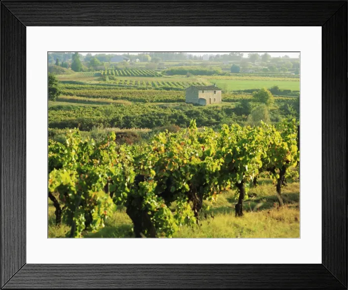 Framed Print : Vineyards, Provence, France, Europe Framed Print : Vineyards, Provence, France, Europe