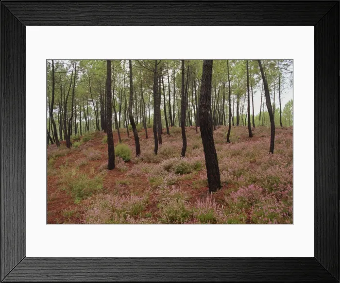 Framed Print : Wild flowers in a forest near Roussillon in Provence, France, Europe Framed Print : Wild flowers in a forest near Roussillon in Provence, France, Europe