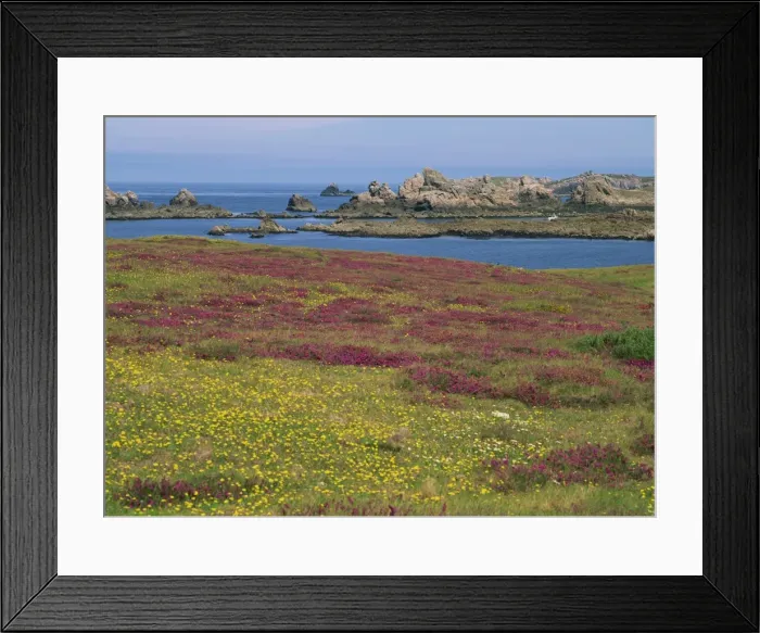 Framed Print : Wild flowers on the shore and the rocky coast of the Ile d Ouessant Framed Print : Wild flowers on the shore and the rocky coast of the Ile d Ouessant