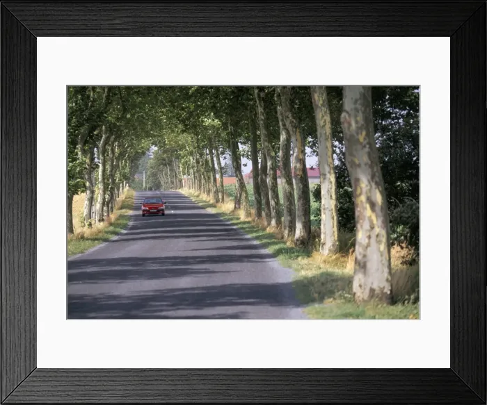 Framed Print : Tree-lined road in France, Europe Framed Print : Tree-lined road in France, Europe