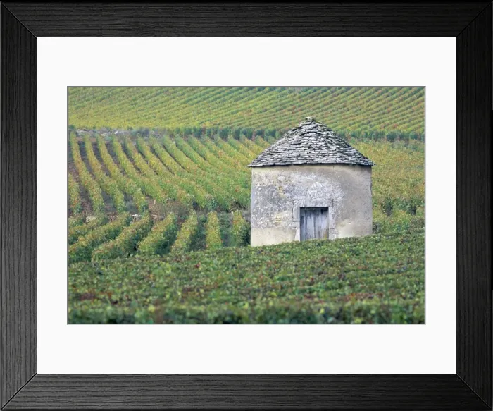 Framed Print : Vineyards, Cote d Or, Bourgogne (Burgundy), France, Europe Framed Print : Vineyards, Cote d Or, Bourgogne (Burgundy), France, Europe