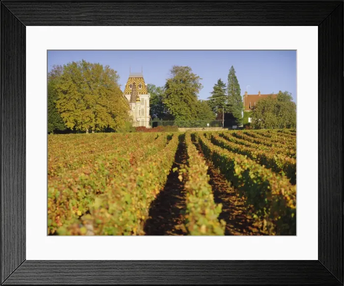 Framed Print : Vineyards, Aloxe Corton, Cote d Or, Burgundy, France, Europe Framed Print : Vineyards, Aloxe Corton, Cote d Or, Burgundy, France, Europe