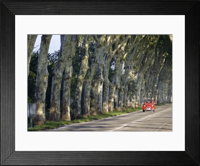 Framed Print : Tree lined rural road, Provence, France, Europe Framed Print : Tree lined rural road, Provence, France, Europe