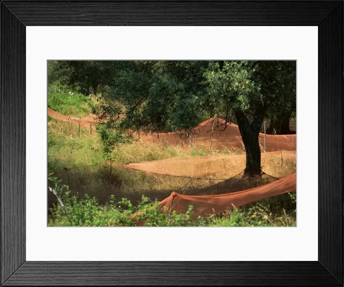 Framed Print : Nets under olive trees, Corsica, France, Europe Framed Print : Nets under olive trees, Corsica, France, Europe