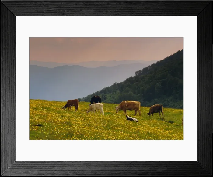 Framed Print : Cows grazing, the Vosges, Alsace, France, Europe Framed Print : Cows grazing, the Vosges, Alsace, France, Europe